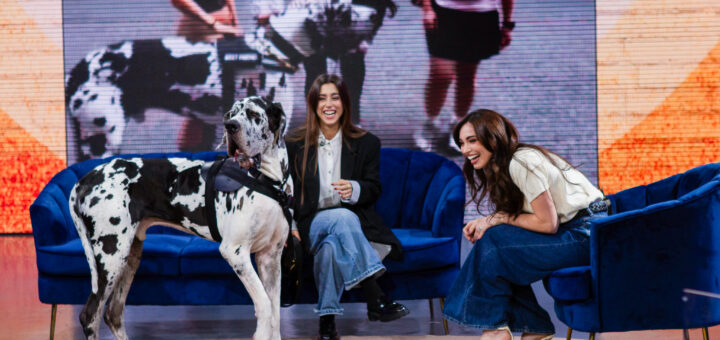 PETS – Animali del cuore: il nuovo programma sugli animali su Rai2